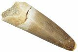 Fossil Plesiosaur (Zarafasaura) Tooth - Feeding Worn Tip #298280-1